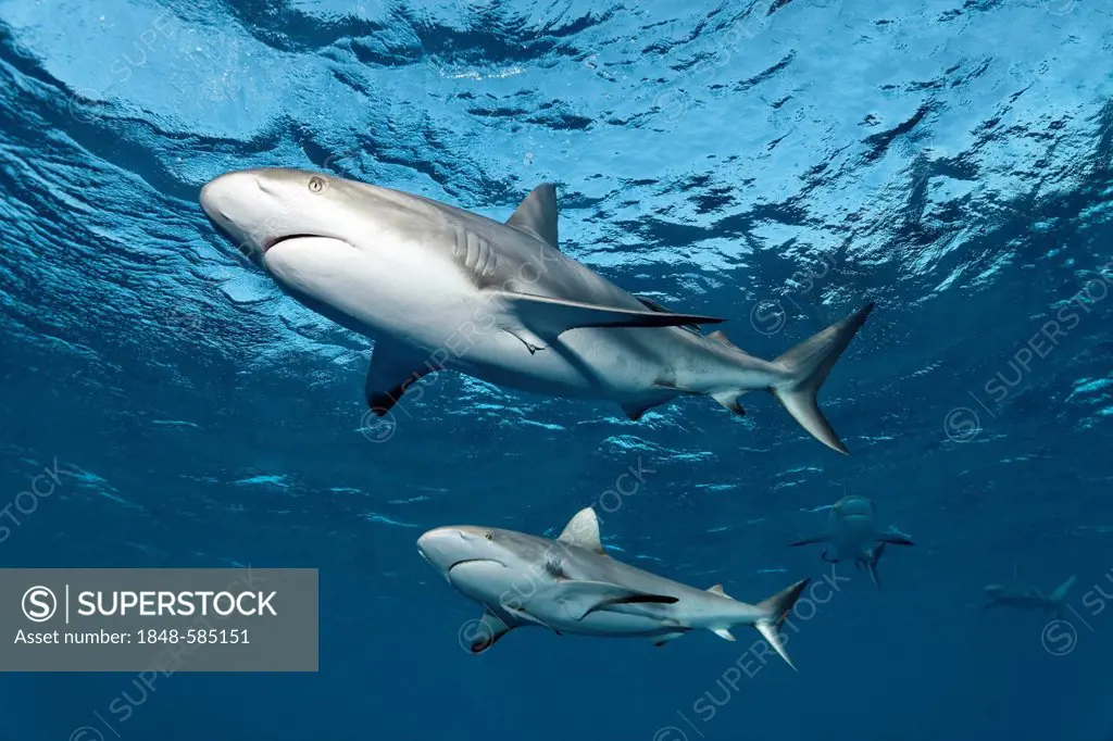Caribbean reef sharks (Carcharhinus perezi), swimming in open water, Republic of Cuba, Caribbean, Central America