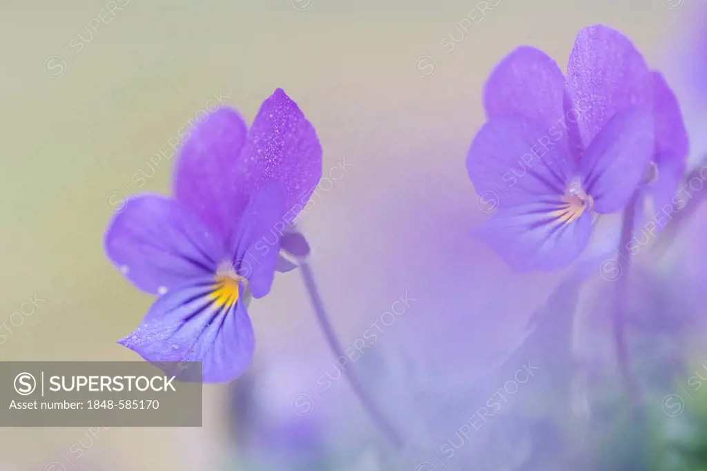 Heartsease (Viola tricolor), Haren, Emsland, Lower Saxony, Germany, Europe