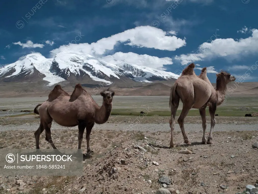 Bactrian camels (Camelus bactrianus), in front of Muztag Ata, 7546m, Father of Ice Mountains, one of the highest peaks in Pamir, Kashgar, Xinjiang, Ch...