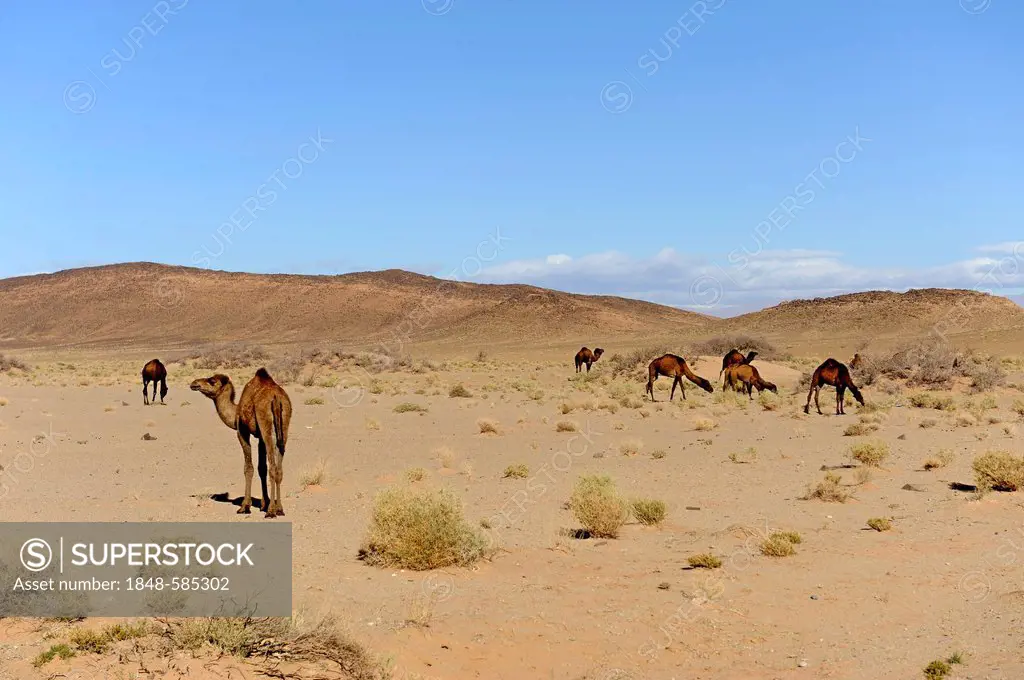 Dromedaries or Arabian Camels (Camelus dromedarius) in the desert, Sahara Desert, southern Morocco, Morocco, Maghreb, North Africa, Africa