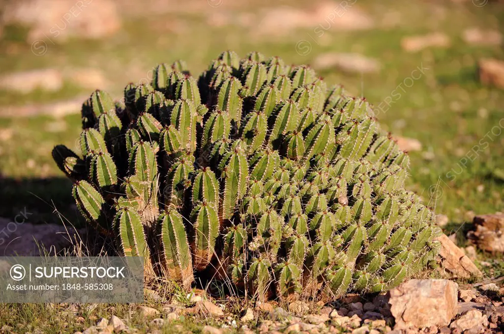 Maghrebian Resin Spurge (Euphorbia resinifera), southwestern Morocco, Morocco, Maghreb, North Africa, Africa