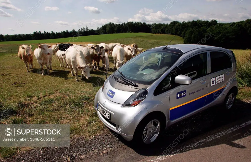 Cattle watching an electric car of Enso, Energie Sachsen Ost AG, during a test drive, Freital, Saxony, Germany, Europe