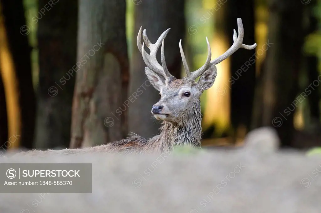 Red deer (Cervus elaphus), stag, Wildpark Daun deer park, Rhineland-Palatinate, Germany, Europe