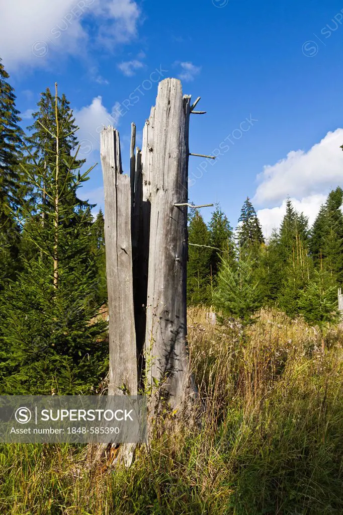 Tree stump, upper Danube valley, Landkreis Sigmaringen district, Baden-Wuerttemberg, Germany, Europe