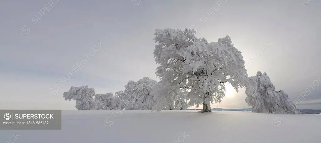 Wind swept beech tree with hoarfrost on Mt Schauinsland, Black Forest, Freiburg district, Baden-Wuerttemberg, Germany, Europe NON EXCLUSIVE USAGE FOR ...