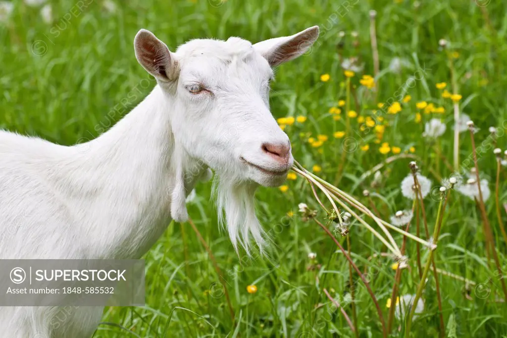Goat (Capra aegagrus hircus), Alpsteingebirge mountains, Canton St. Gallen, Switzerland, Europe