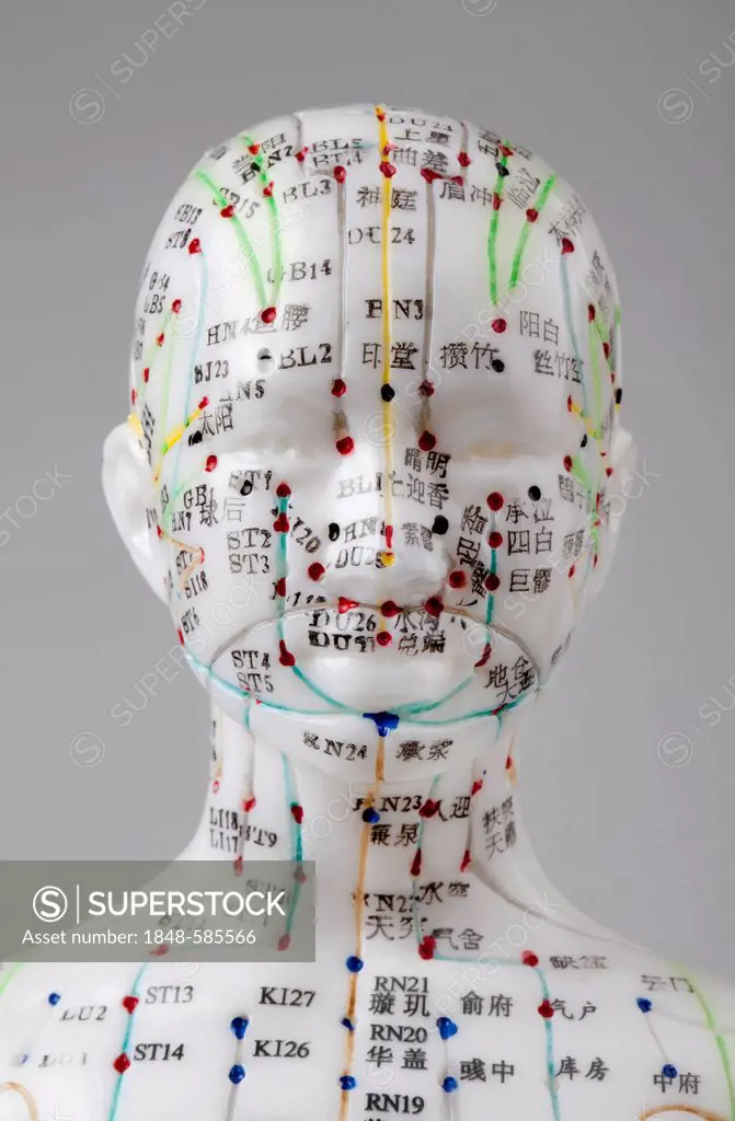 Acupuncture, a model with marked acupuncture points labeled with Chinese characters on the meridians, detail head, traditional Chinese medicine, TCM, ...