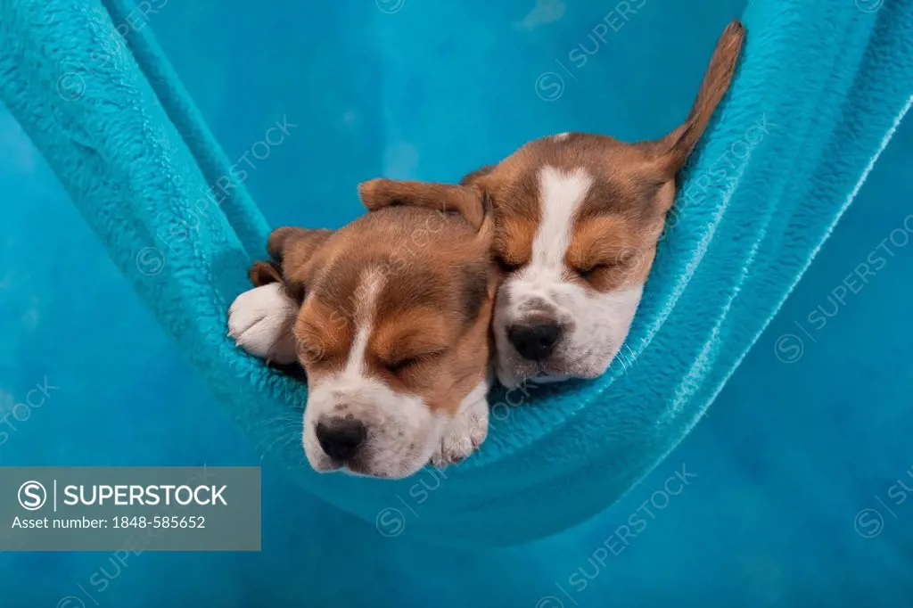 Two Beagle puppies sleeping in a hammock