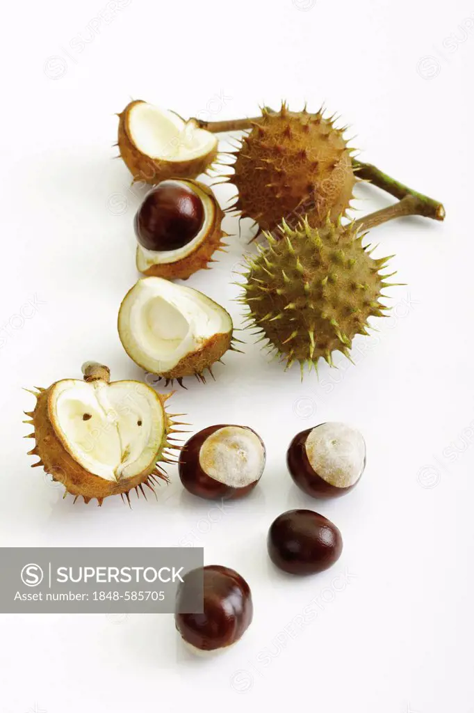 Horse Chestnut (Aesculus hippocastanum), seeds and seed pods