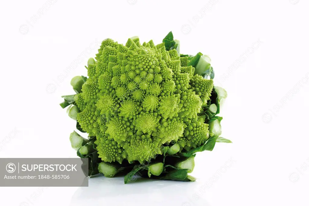 Romanesco Cauliflower (Brassica oleracea)