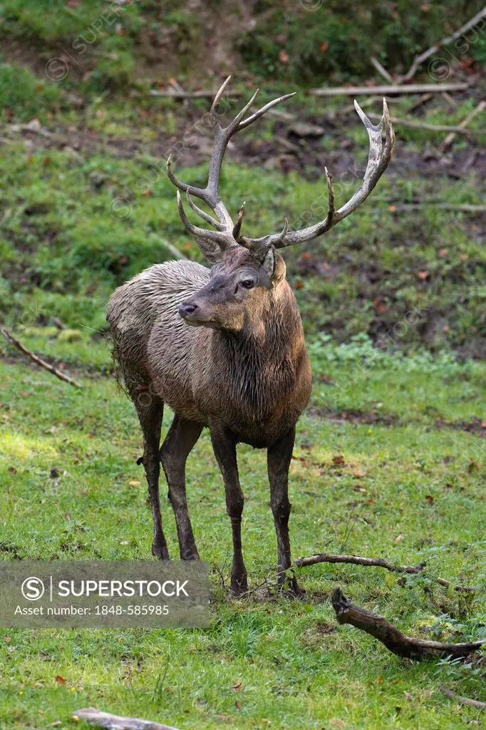 Red deer (Cervus elaphus), stag, Wildpark Daun deer park, Rhineland-Palatinate, Germany, Europe
