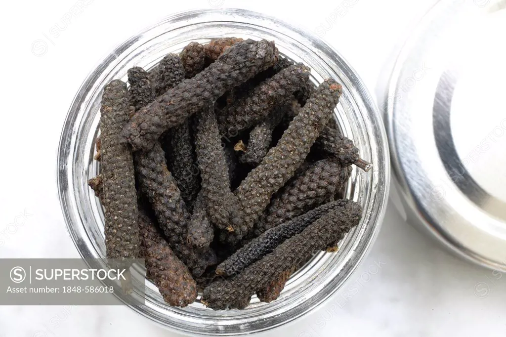 Pepper specialty, long pepper from Bengal, India