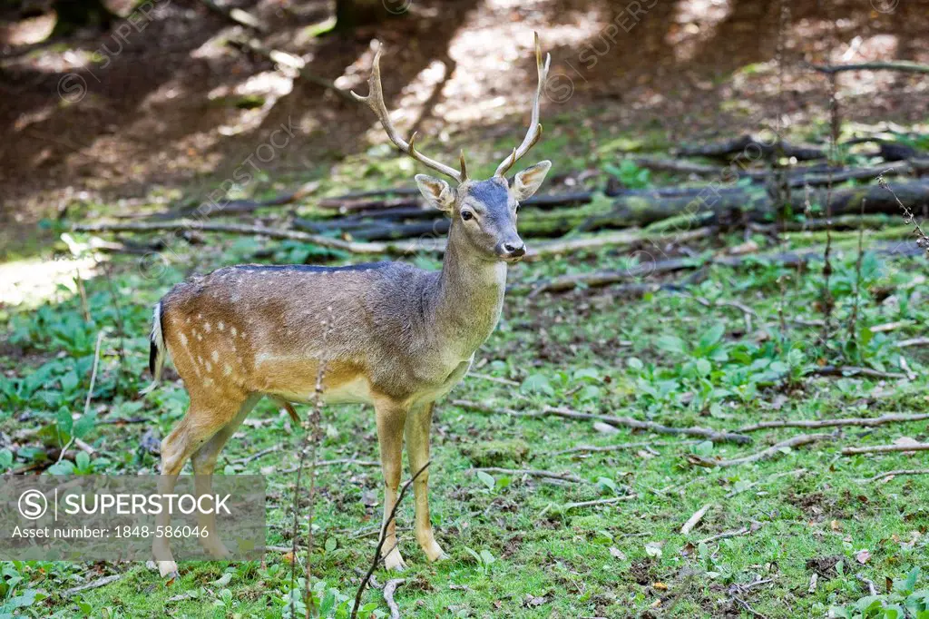 Fallow deer (Dama dama), stag, Wildpark Vulkaneifel deer park, Rhineland-Palatinate, Germany, Europe