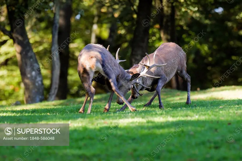 Red deer (Cervus elaphus), fighting stags, rutting, compound, Wildpark Vulkaneifel deer park, Rhineland-Palatinate, Germany, Europe