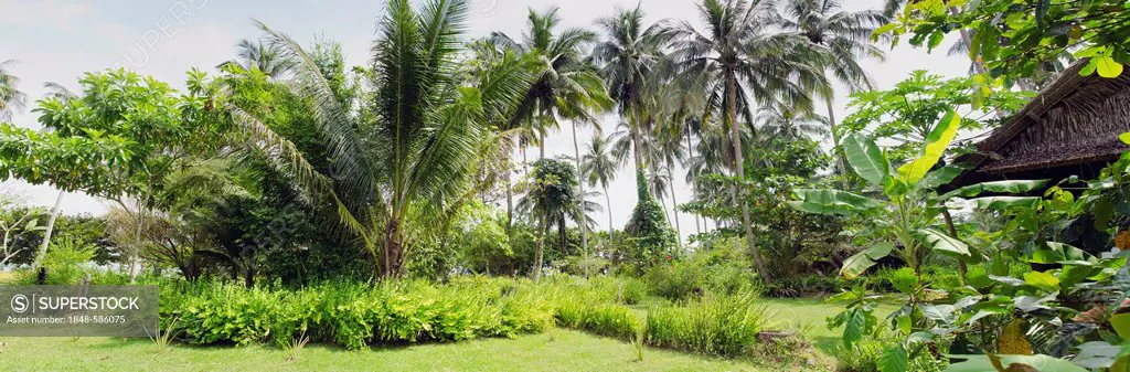 Tropical palm garden, Lom Lae Resort, Koh Yao Noi, Phang Nga, Thailand, Southeast Asia, Asia