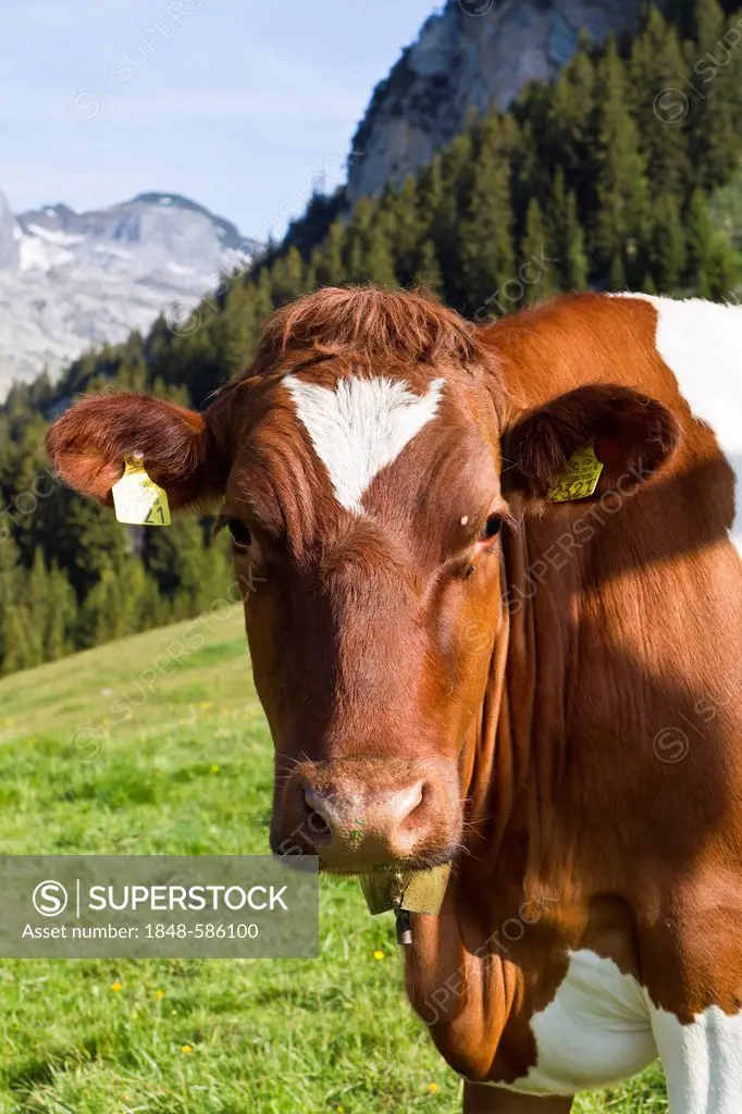 Cow in the Alpsteingebirge mountains, Canton St. Gallen, Switzerland, Europe