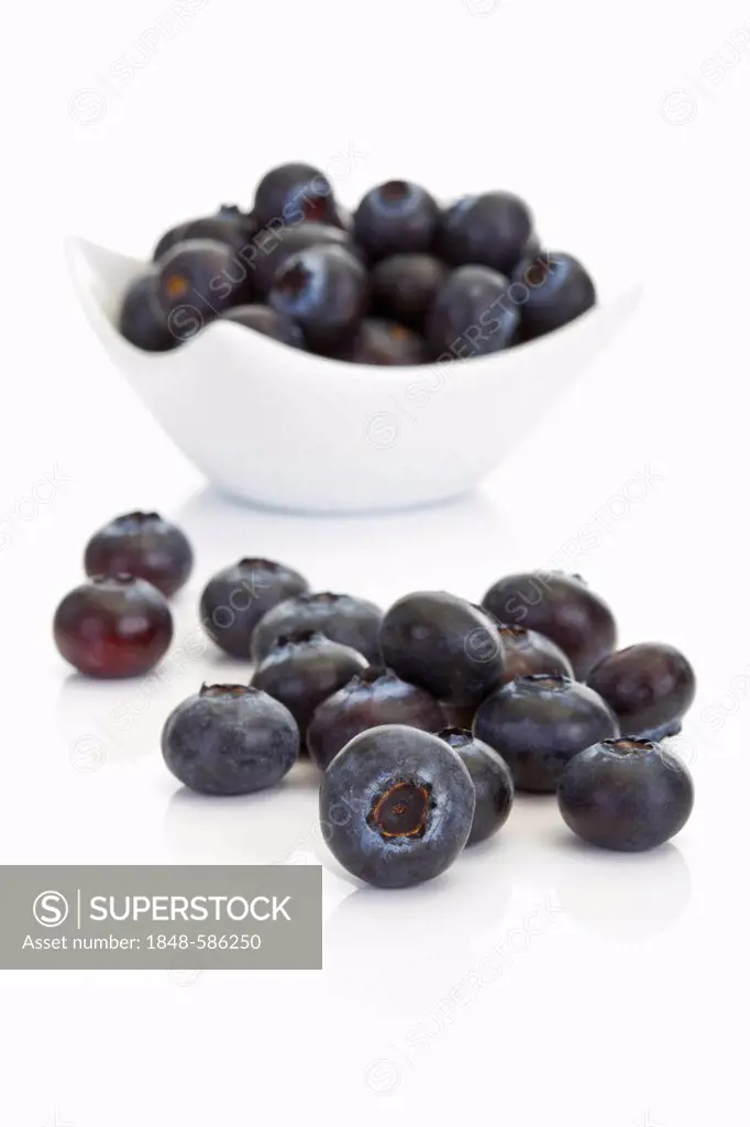Common Bilberry or Blue Whortleberry (Vaccinium myrtillus)