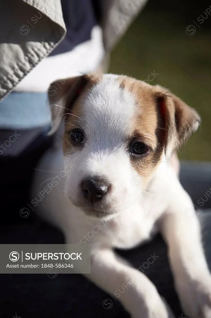 Parson Russell Terrier puppy, 7 weeks