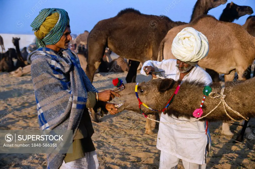 Pushkar Camel Fair, one of the largest camel markets in Asia, Rajasthan, India, Asia