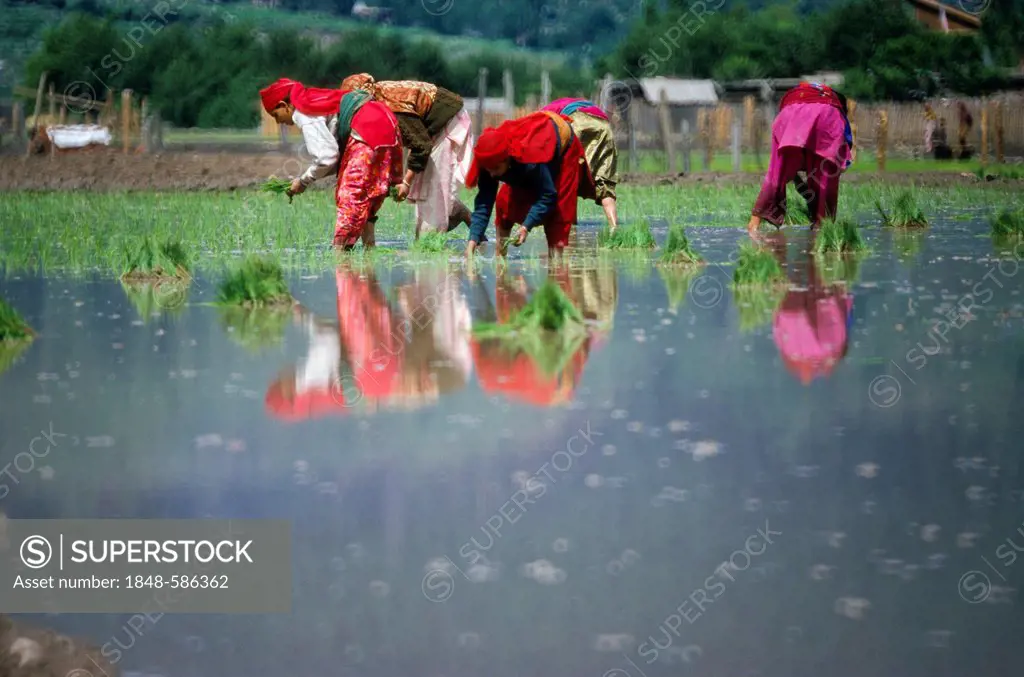 Planting rice, the main crop in eastern Kashmir, Atholi, Jammu and Kashmir, India, Asia