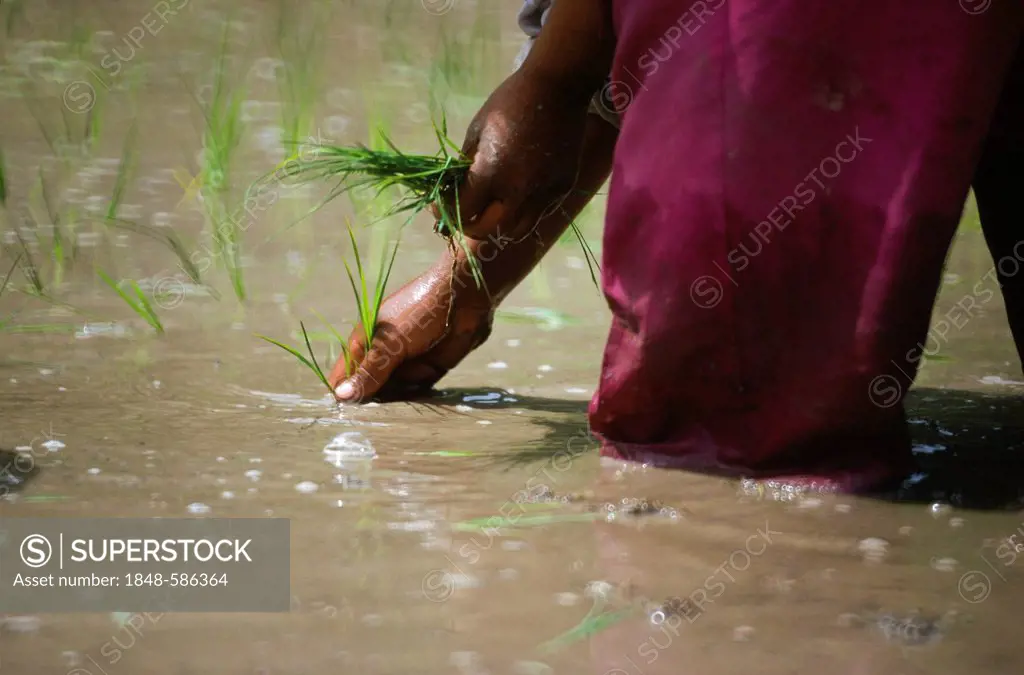 Planting rice, the main crop in eastern Kashmir, Atholi, Jammu and Kashmir, India, Asia
