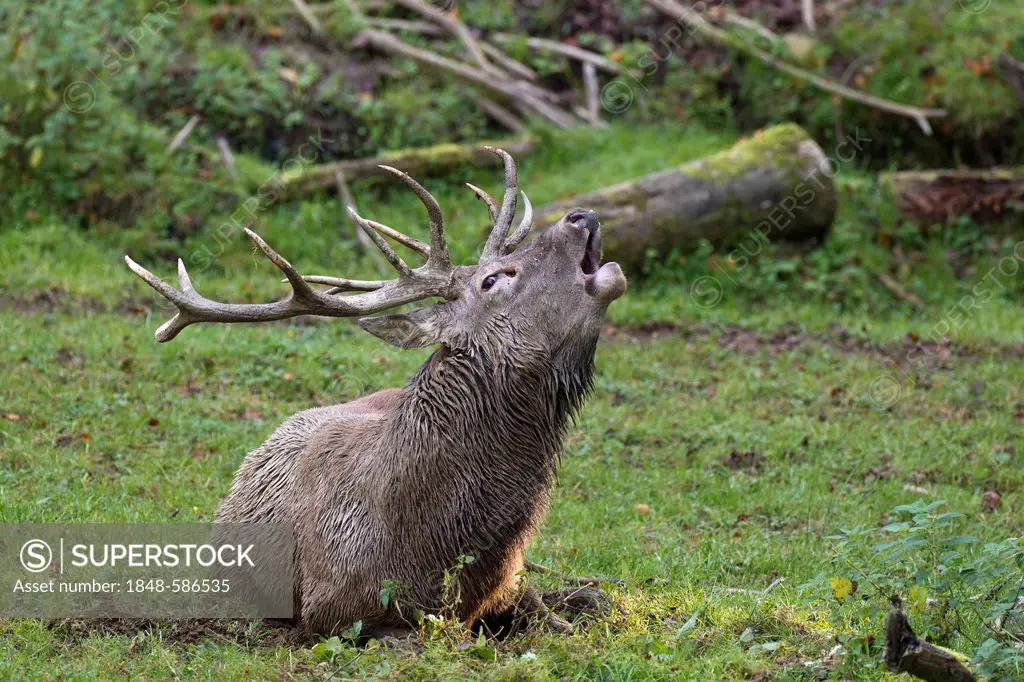 Red deer (Cervus elaphus), stag bugling, Wildpark Daun deer park, Rhineland-Palatinate, Germany, Europe