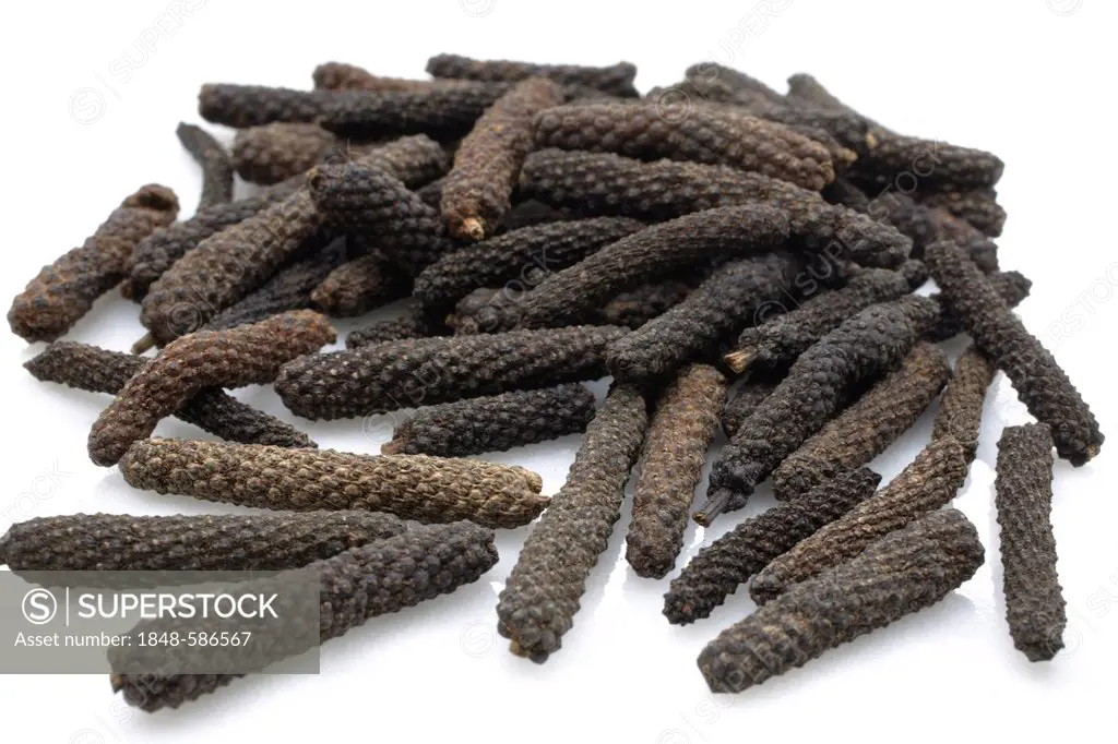 Pepper specialty, long pepper from Bengal, India