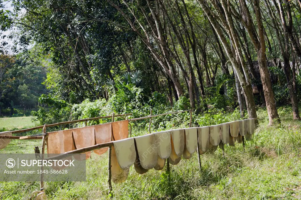 Rubber mats are hung to dry, rubber plantation, Koh Yao Noi island, Phang Nga, Thailand, Southeast Asia, Asia