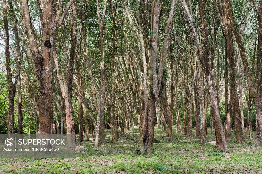 Rubber plantation, Koh Yao Noi island, Phang Nga, Thailand, Southeast Asia, Asia
