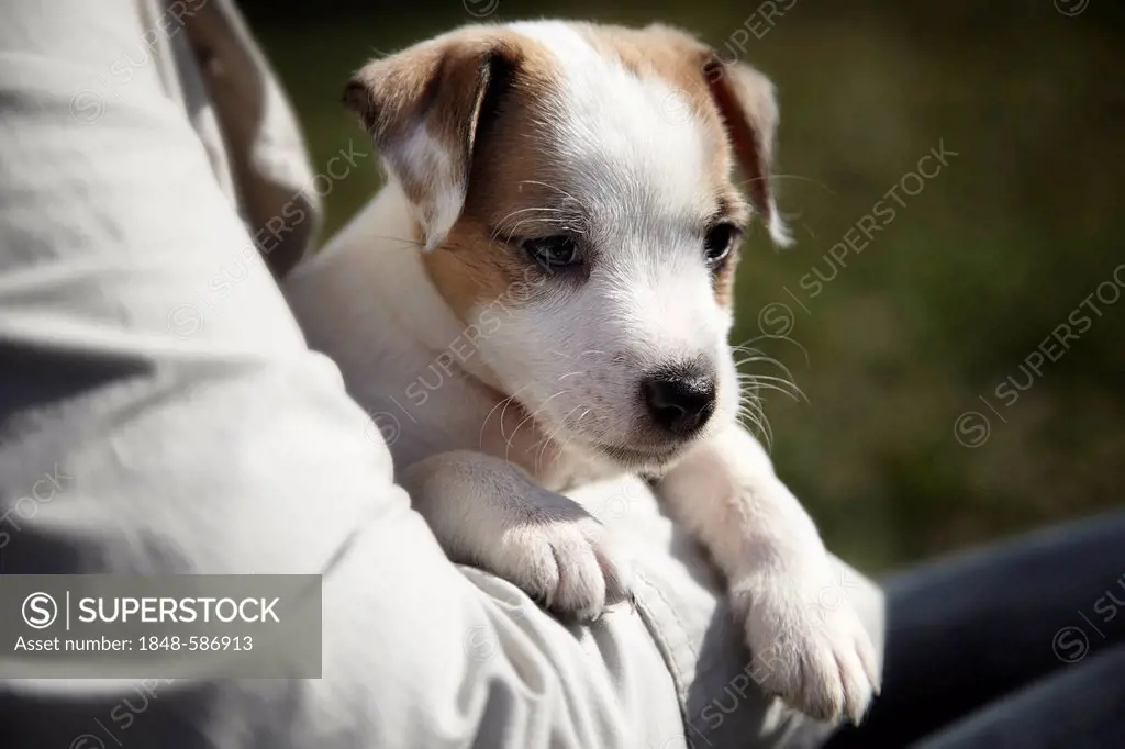 Parson Russell Terrier puppy, 7 weeks, being held