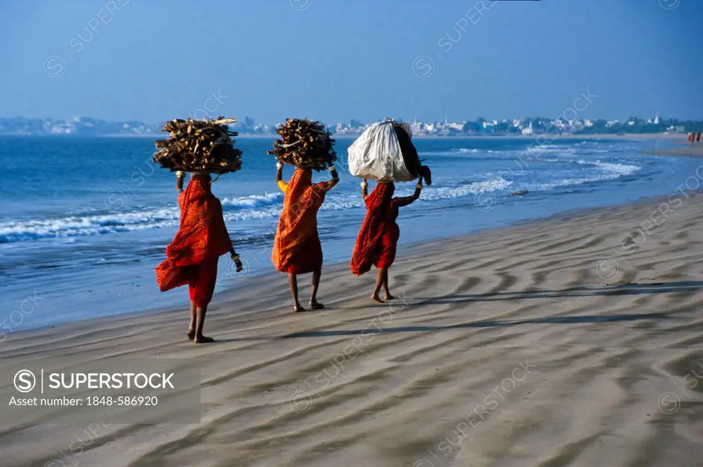 Tribal women carrying firewood to the markets of Diu, Gujarat, India, Asia