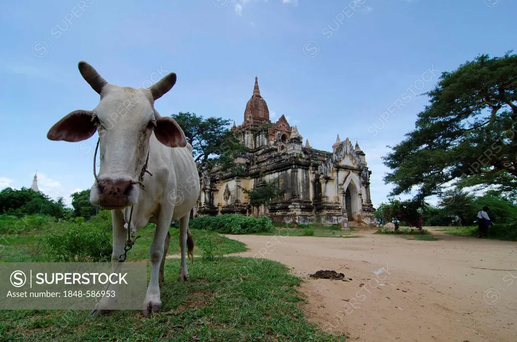 Ox in front of a pagoda, Bagan, Myanmar, Burma, Southeast Asia, Asia