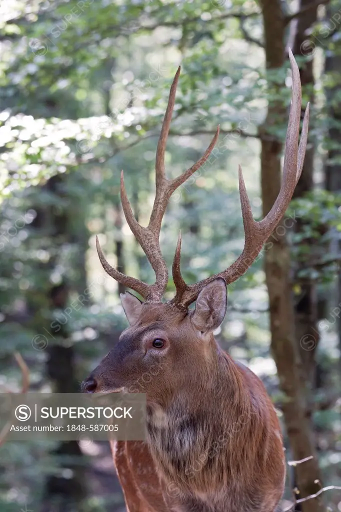 Sika Deer (Cervus nippon), stag, Wildpark Daun deer park, Rhineland-Palatinate, Germany, Europe