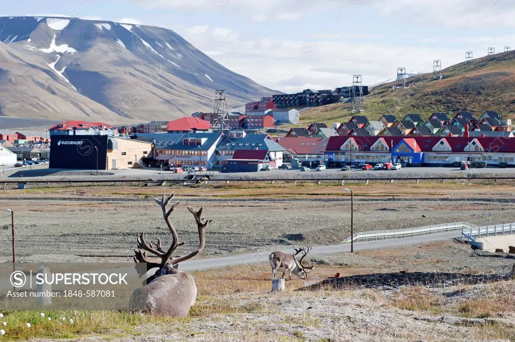 Svalbard reindeer (Rangifer tarandus platyrhynchus) with town of Longyearbyen at back, Spitsbergen, Svalbard, Norway, Scandinavia, Europe