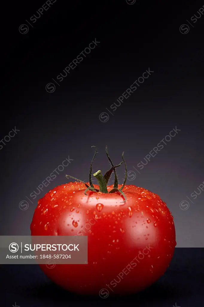 A fresh tomato (Solanum lycopersicum) with water drops on a dark glass plate