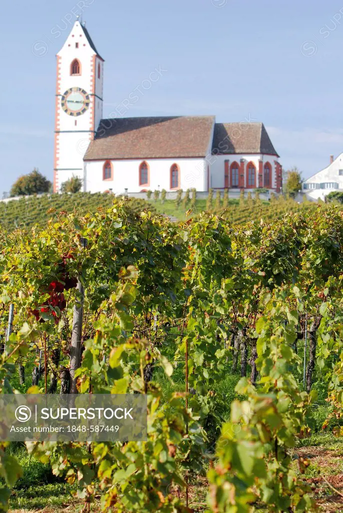 St Moritz mountain church and vines, vineyard, Hallau in Klettgau, Schaffhausen, Switzerland, Europe