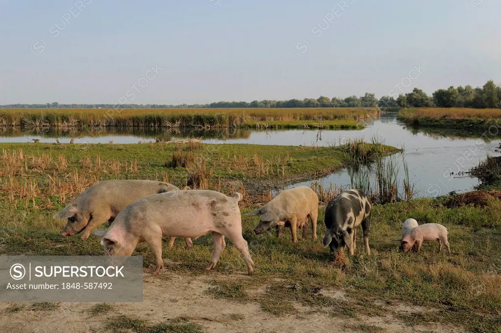 Domestic pigs, Danube Delta, Romania, Europe