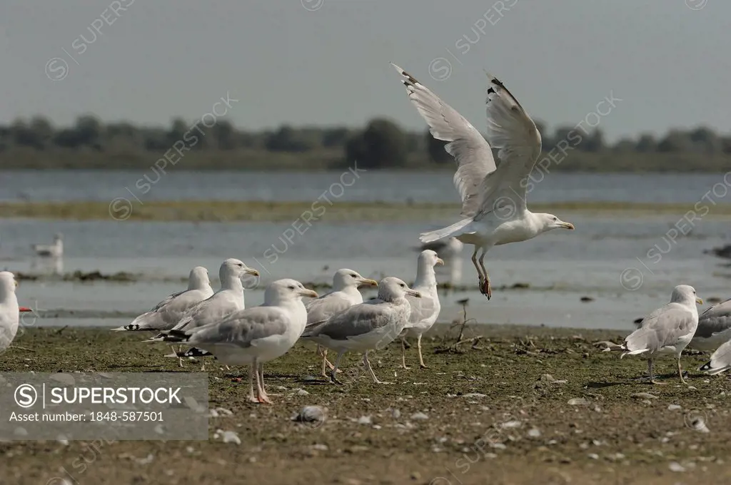 Yellow-legged gulls (Larus michahellis), Danube Delta, Romania, Europe