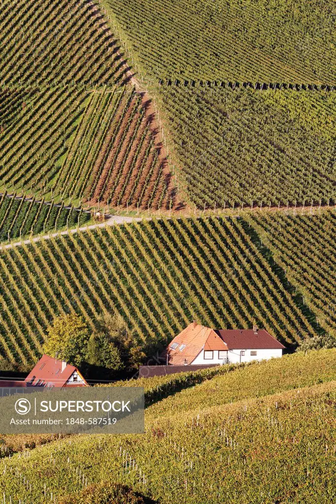 Vineyards of Ortenberg near Offenburg, Baden-Wuerttemberg, Germany, Europe