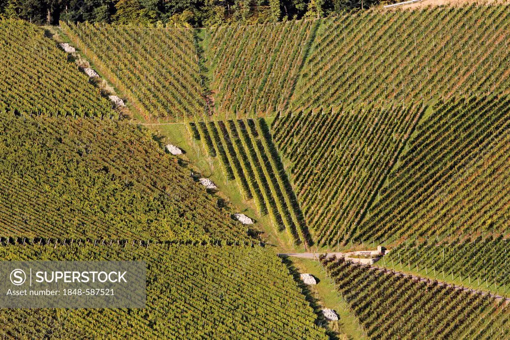 Vineyards of Ortenberg near Offenburg, Baden-Wuerttemberg, Germany, Europe