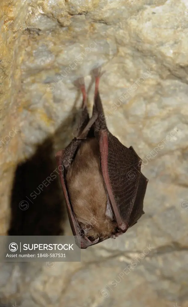 Lesser Horseshoe Bat (Rhinolophus hipposideros), Hermann's Cave, Lower Austria, Austria, Europe