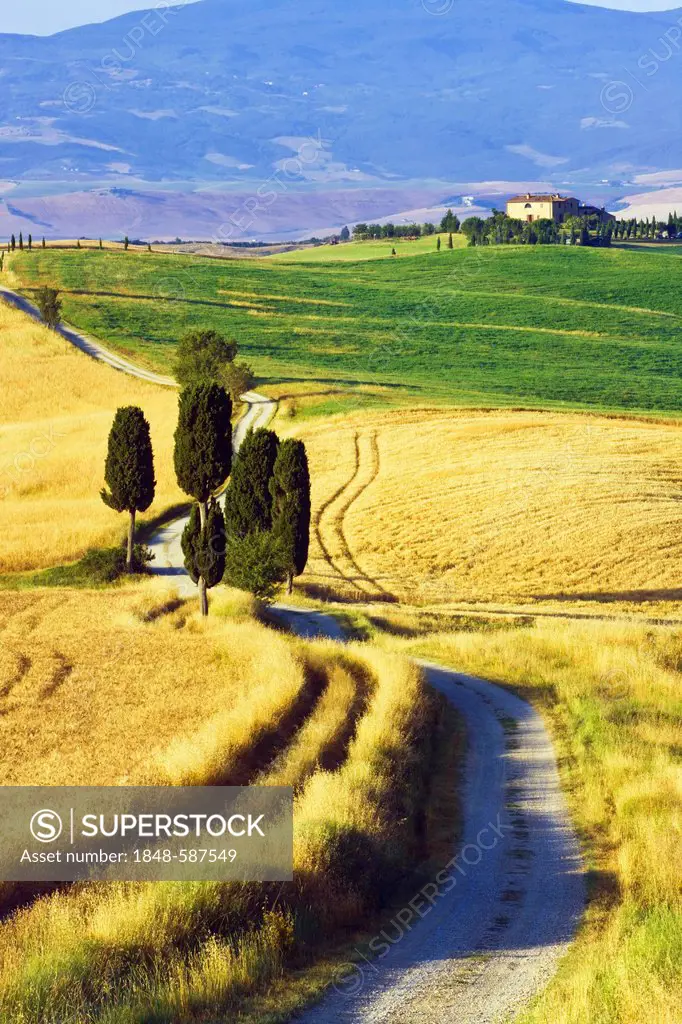 Cypress trees (Cupressus) and fields near Terrapille, Pienza, Tuscany, Italy, Europe, PublicGround