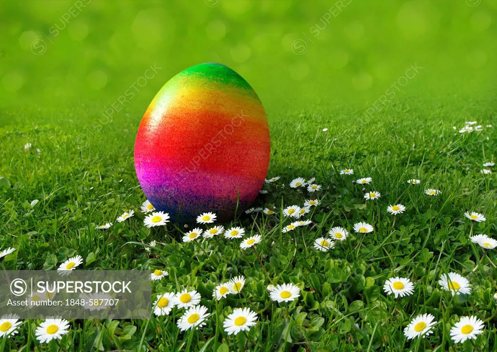 Rainbow-coloured Easter egg on a meadow with daisies