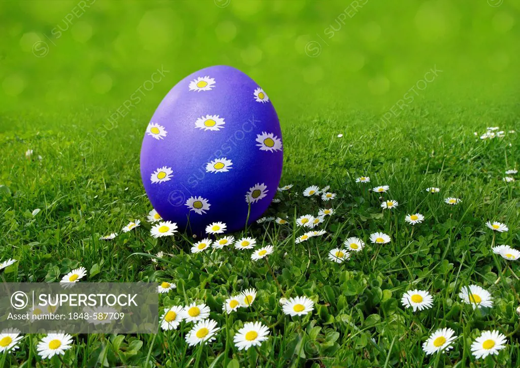 Blue Easter egg painted with daisies on a meadow with daisies