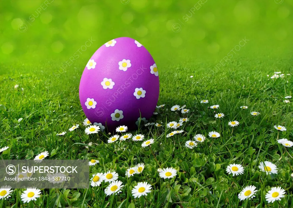 Purple Easter egg painted with daisies on a meadow with daisies
