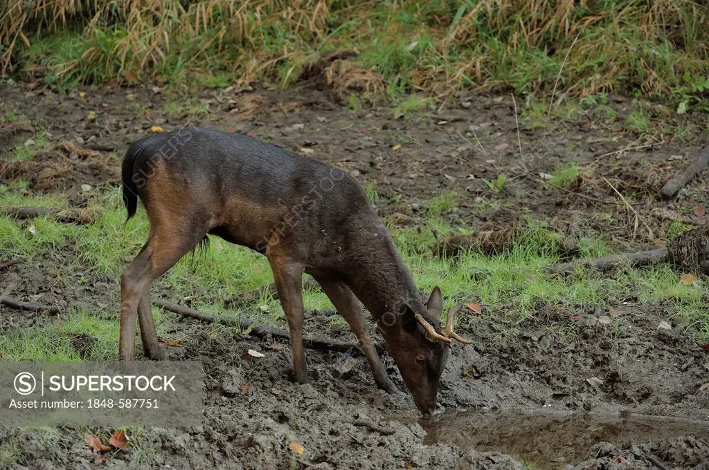Fallow deer (Dama dama), juvenile, floodplains of the Danube, Lower Austria, Austria, Europe