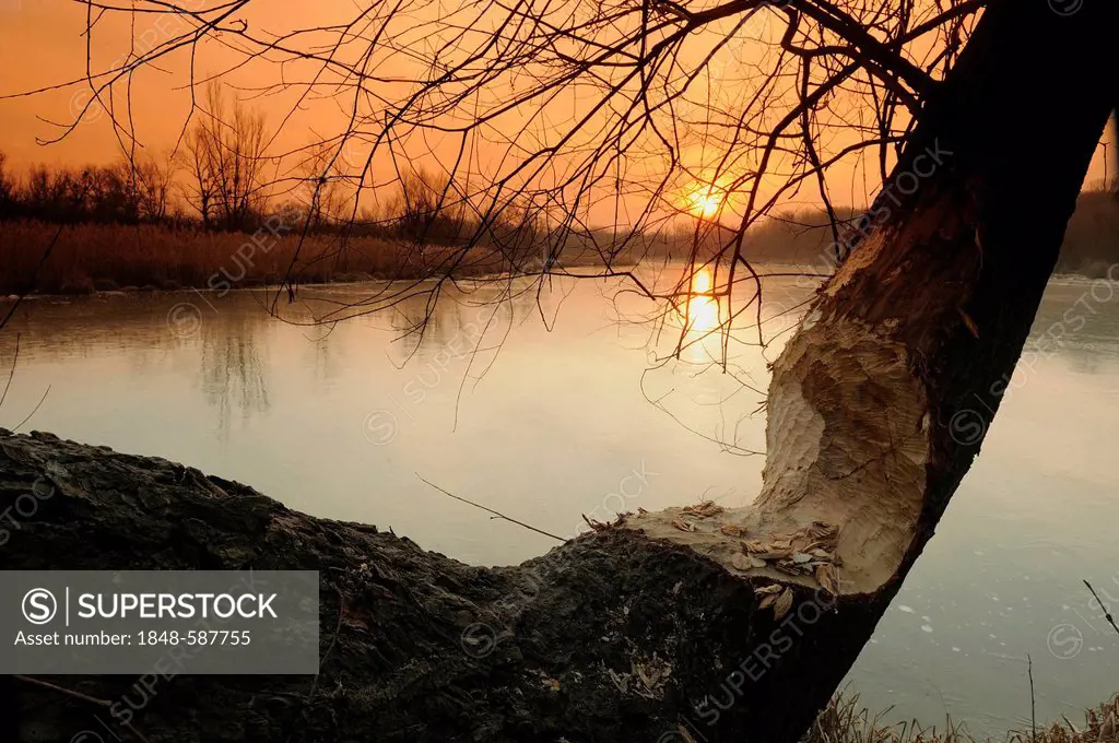 Wetlands at sunrise, beaver damage, winter, Danube-Auen National Park, Lower Austria, Austria, Europe