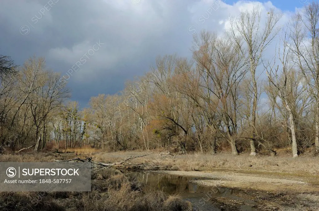 Floodplains, impending thunderstorm, Danube-Auen National Park, Lower Austria, Austria, Europe