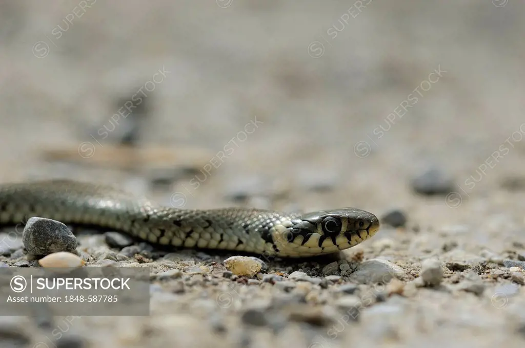 Grass snake (Natrix natrix), floodplains of the Danube, Lower Austria, Austria, Europe