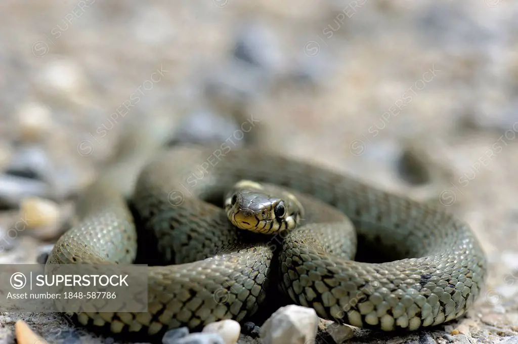 Grass snake (Natrix natrix), floodplains of the Danube, Lower Austria, Austria, Europe